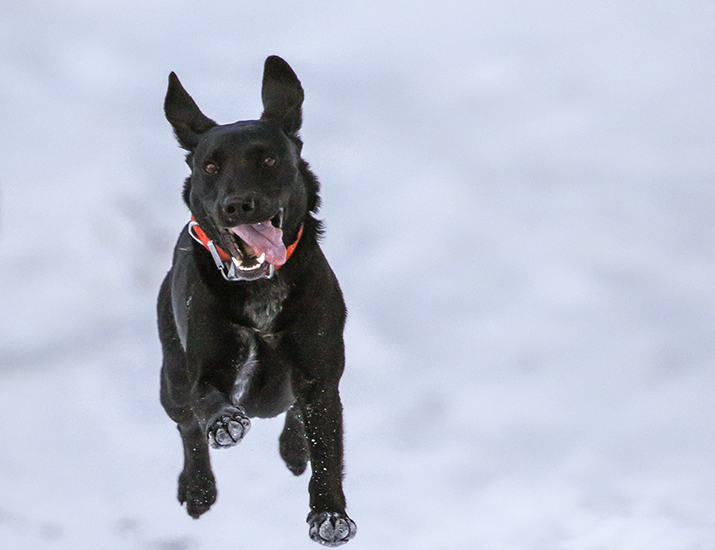 snowfest-dog-pull